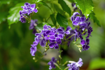 Close up of duranta erecta flowers in bloom