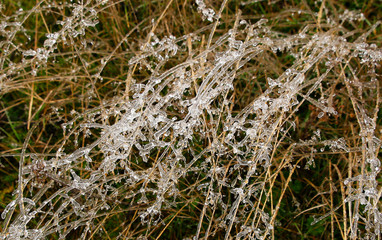 nature in winter foto