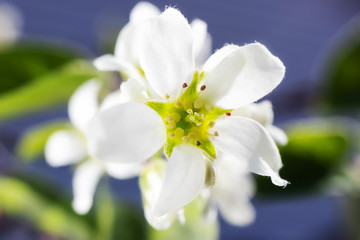 White flowers of a berry blossom on a branch. Close-up. The concept of spring, summer, flowering, holiday. Image for banner, postcards.