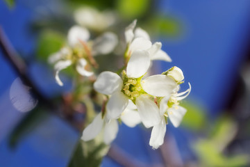 Naklejka na ściany i meble White flowers of a berry blossom on a branch. Close-up. The concept of spring, summer, flowering, holiday. Image for banner, postcards.