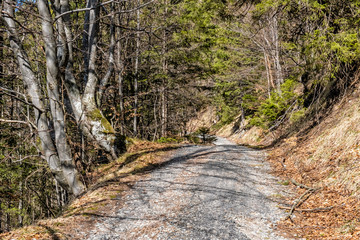 Forest path, Big Fatra mountains, Slovakia