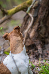 Jack Russell Terrier sits in the forest and looks into the distance.