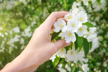 A female hand touches a flowering branch of an apple tree. Close-up. The concept of spring, summer, flowering, holiday. Image for banner, postcards.