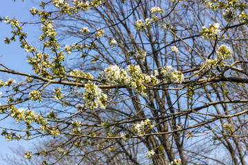 Blackthorn blossoms on a branch