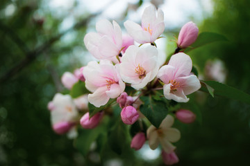 White-pink flowers of apple trees bloom on a branch. Close-up. The concept of spring, summer, flowering, holiday. Image for banner, postcards.