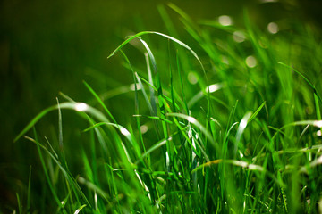 Green grass in sunny forest