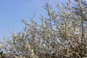 A tree full of blackthorn blossoms with blue sky