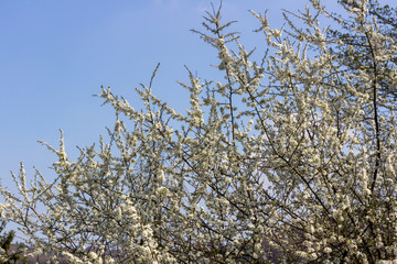 A tree full of blackthorn blossoms with blue sky