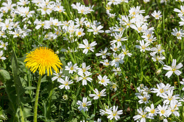 A yellow blooming dandelion flower midst of white diantus plants.