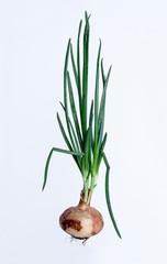 onion in white background
