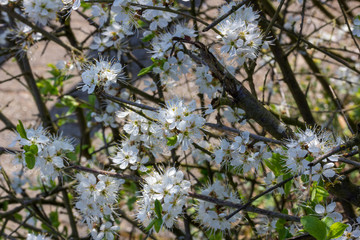 Blackthorn blossoms on a branch