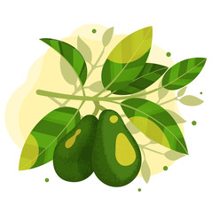 Two avocados on a branch with leaves illustration. Stock vector. Avocado tree branch with sun flare.