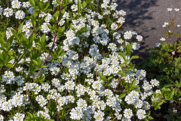 High angel view of a bed of Iberis flowers
