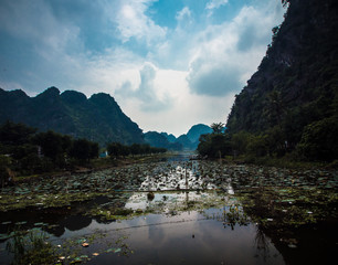 View on the river with flowers at Ninh Binh, Vietnam, Asia