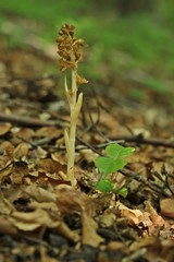 Vogel-Nestwurz (Neottia nidus-avis)