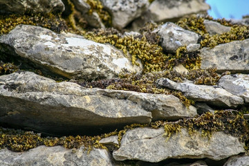 lichen on stone