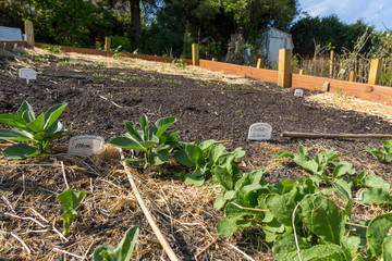 Young broad bean plants in the bed