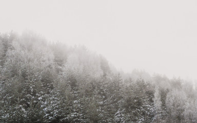 Fototapeta na wymiar Snow covered forest in fog in Stockholm