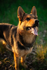 Working dog german shepherd mix in park