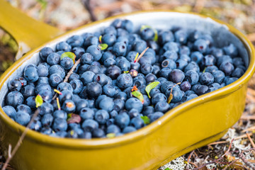 Fresh blueberries hand picked on swamp in an army bowler hat.