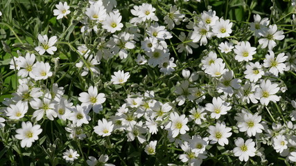 Phlox, Polsterstaude in strahlendem weiß