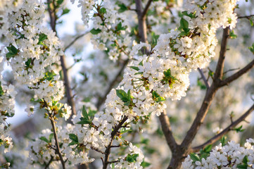 Branches of blossoming apricot macro with soft focus on gentle light blue sky background. For easter and spring greeting cards with beautiful floral spring abstract background of nature