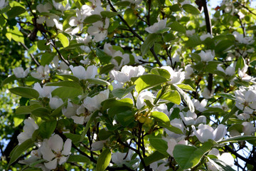 branch of a tree with leaves