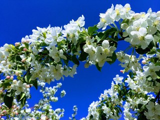 Flowering branch with white blossom in front of blue sky , spring beauty 