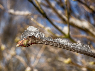 Melting snow on bud on branch