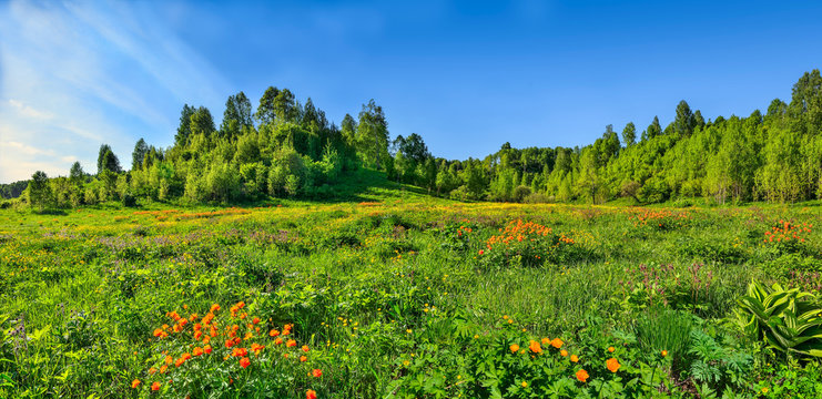 Summer panorama of rural landscape with blossoming forest glade or meadow. Wild colorful flowers and orange Trollius altaicus, Ranunculaceae flowering on spring field - golden siberian roses