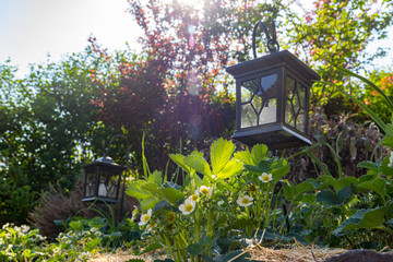 A bed of blooming strawberry plants with a garden lantern in the background