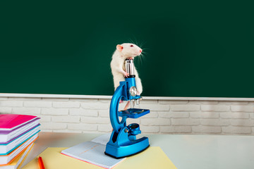 Cute rat on microscope in school laboratory. Funny white rat looking out of a cage. Laboratory...