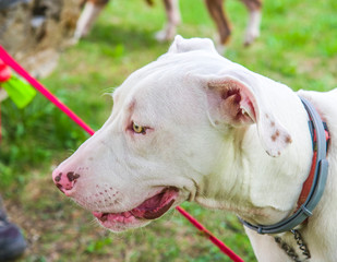 Obraz premium beautiful and sweet white dog with yellow eyes and pink nose