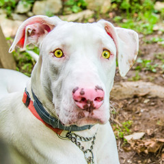 beautiful and sweet white dog with yellow eyes and pink nose