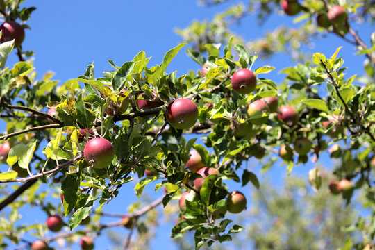 apples on a tree on a branch in summer day blue sky 