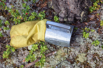 Handheld harvester scoop on moss for quick picking berries in the forest.