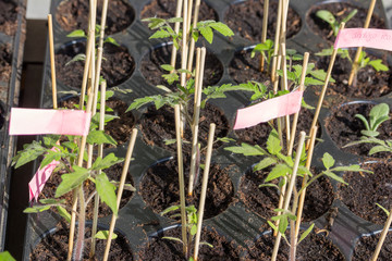 Young tomato plants in their growing pots.