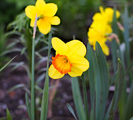 daffodils in spring