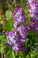Obraz premium Close up of a voilet ilac blossom