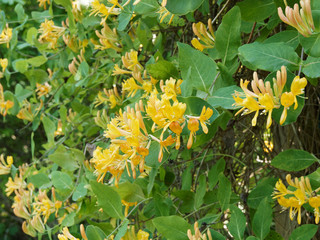 (Lonicera tellmaniana) Chèvrefeuille de Tellmann à inflorescence jaune orangé en corymbes, feuillage oval, vert vif à bleuté