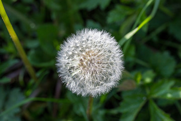 Macro of a dandelion seed
