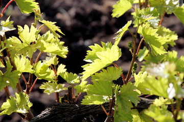 vineyard with young shoots of vine