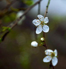 Blooming cherry close-up with white flowers