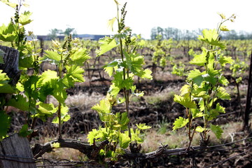 Fototapeta na wymiar vineyard with young shoots of vine