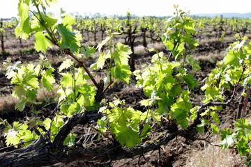 vineyard with young shoots of vine