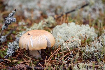 Russula mushroom with brittle hat grows on moss in pine forest on summer day.