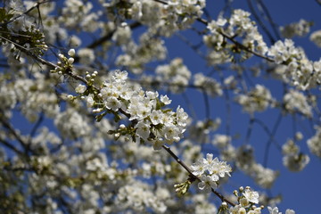 Fleurs, sakura, printemps