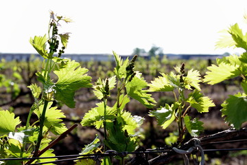 vineyard with young shoots of vine