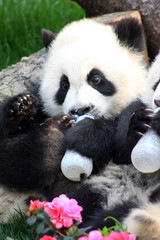 Naklejka premium Chengdu pandas