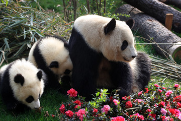 Fototapeta na wymiar Chengdu pandas